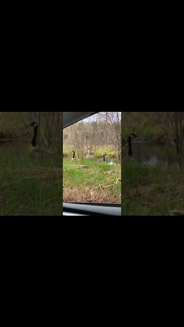Canada Geese going for a swim with their babies