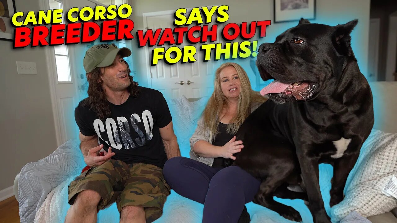 Cane Corso Breeder Says WATCH OUT For These Things!