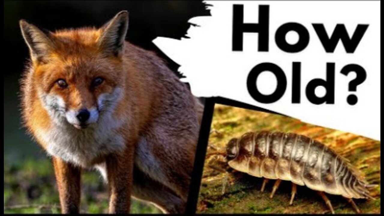 The MAXIMUM LIFESPANS of 17 wild ANIMALS in the UK