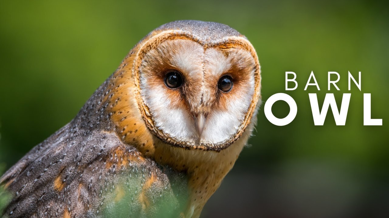 Barn Owl _ Birds _ Wildlife