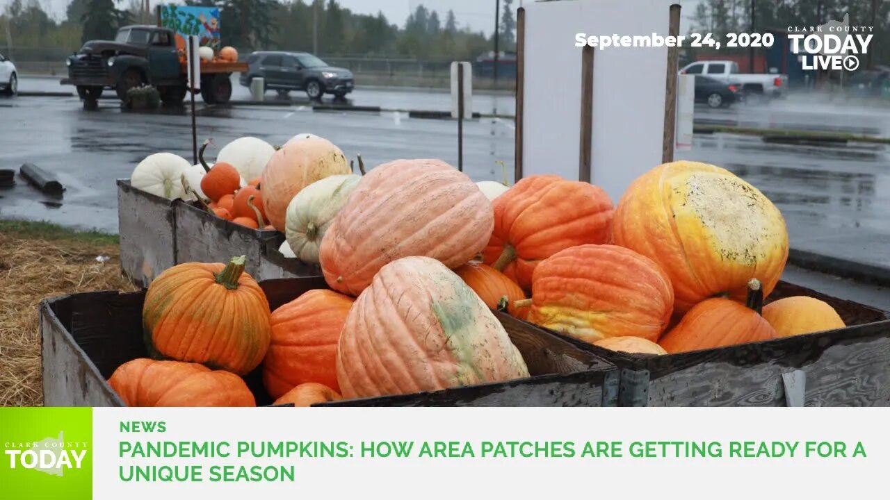 Pandemic pumpkins: How area patches are getting ready for a unique season