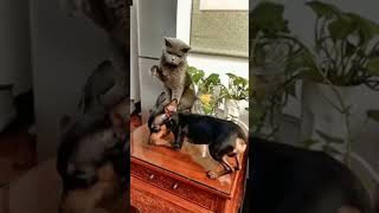 SOO FUNNY - FIGHTING - CAT VS DOG