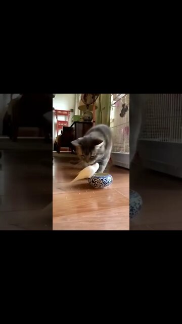cute cat and parrot short #short