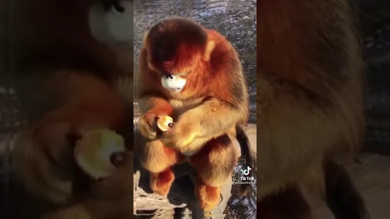 Golden snub nosed monkey