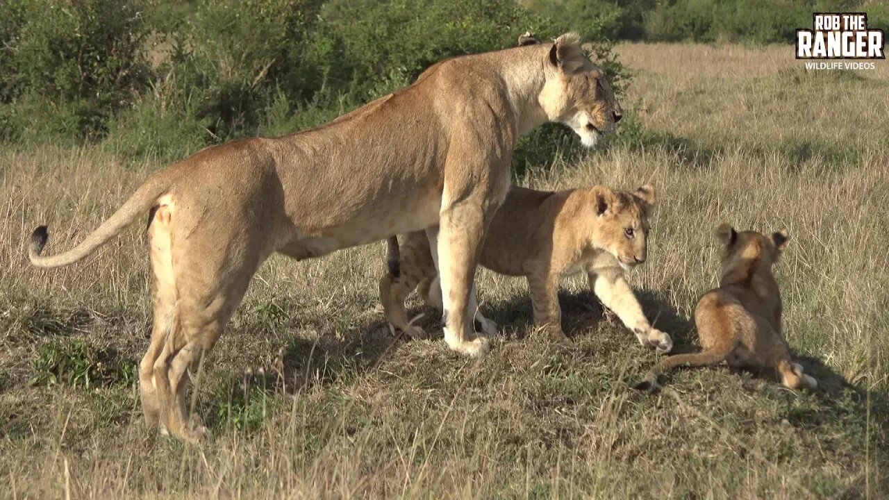 Marsh Pride Lioness And Cubs | Maasai Mara Safari | Zebra Plains