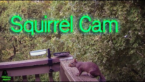 Squirrel Cam 1