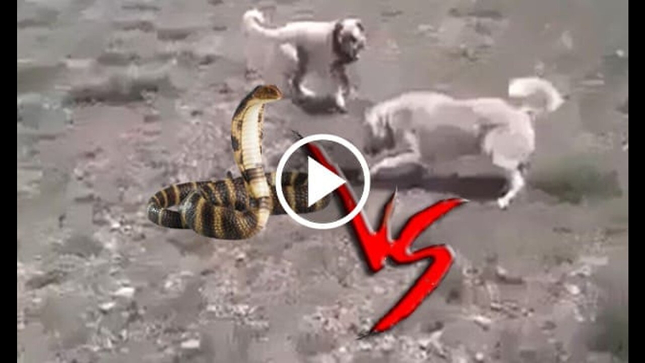 Kangal, Akbash Shepherd Dog and Snake Vs