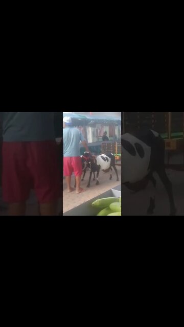 Parea de bode no carro de madeira