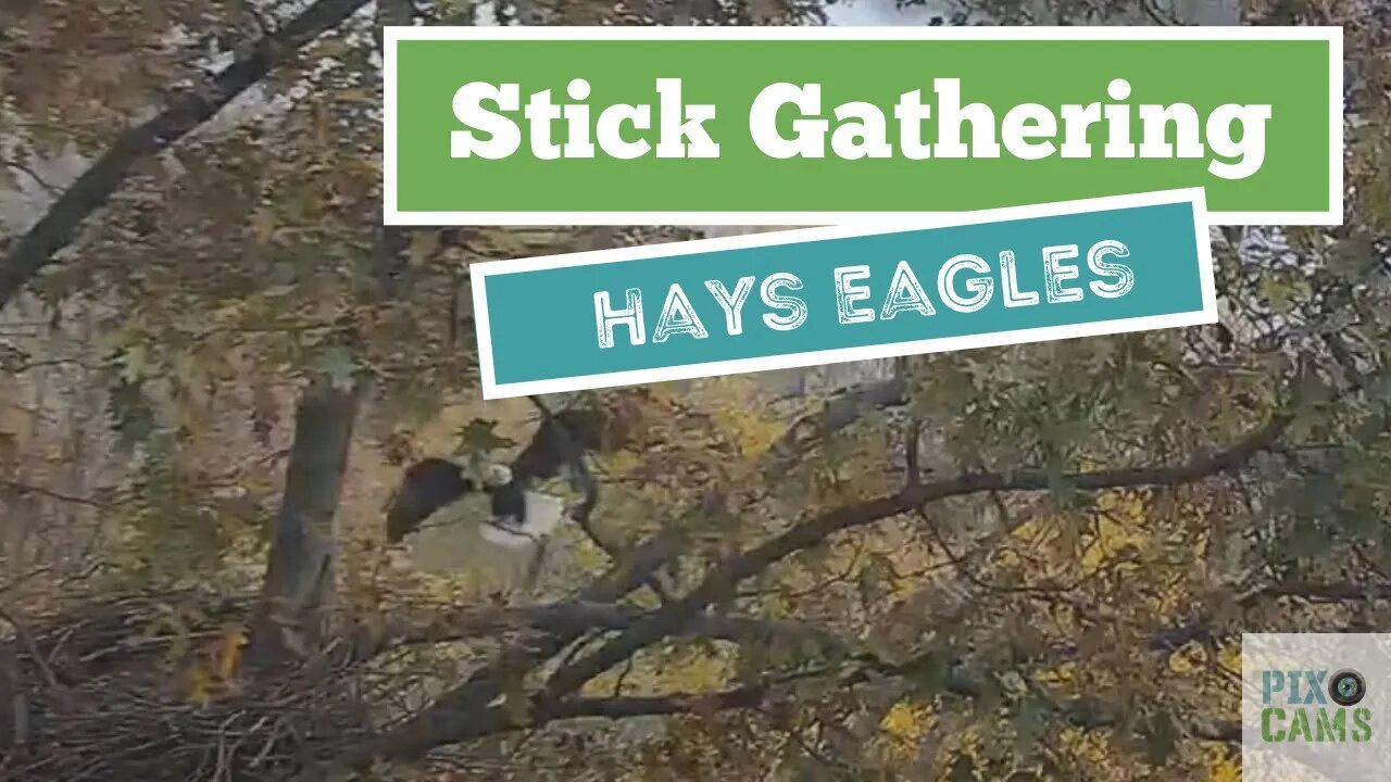 Hays Eagles Mom flies around nest area and brings in a stick into the nest 2021 11 16 8:30:44