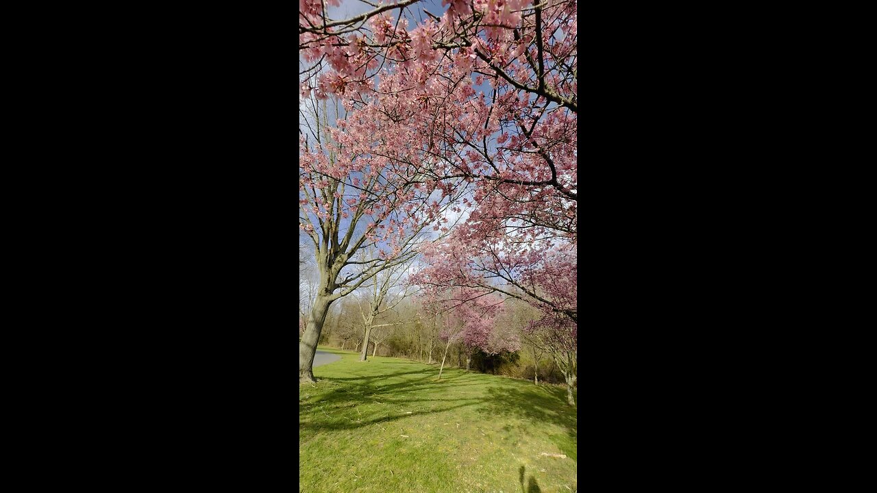 CherryBlossom Season