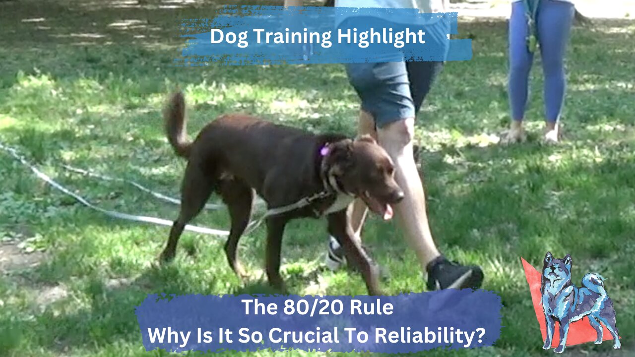 The 80/20 Rule And Why It's Important | Implementing Your Dog's Skills On A Daily Basis In Real Life