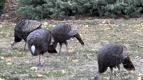 … Just Casually in the Neighborhood Garden!