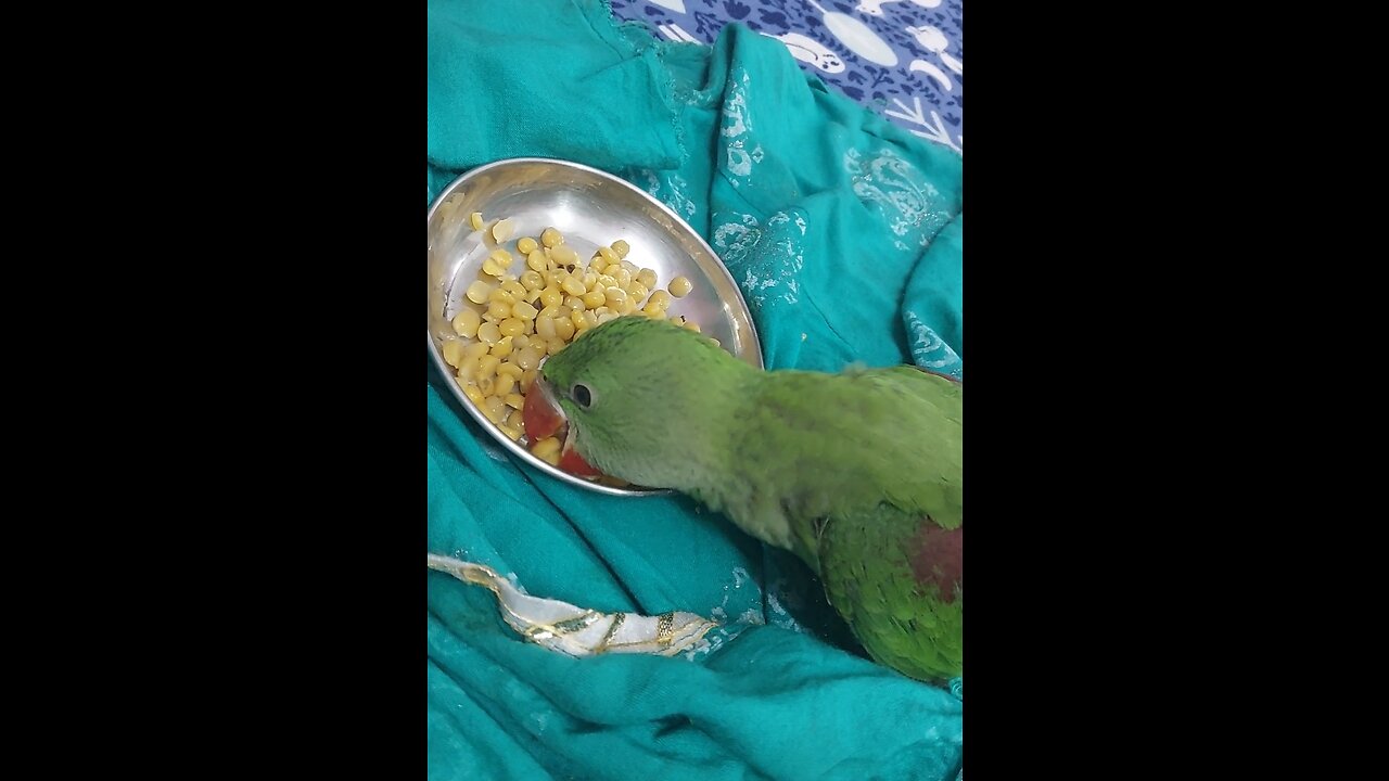 Baby parrot eating food...