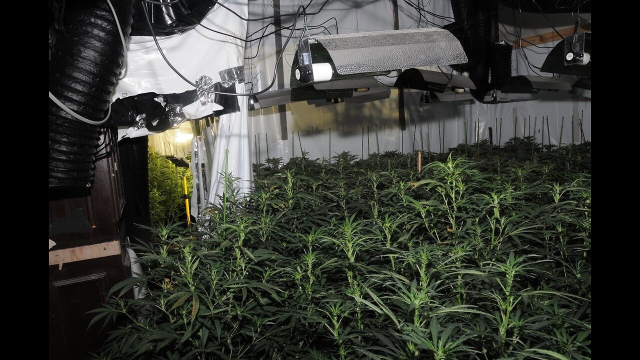 Nightmare Tenants Slum Landlords Big Cannabis Factory