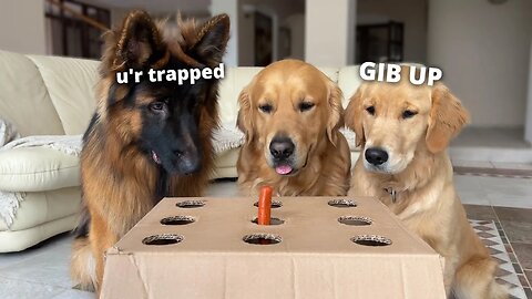 Dogs vs Sausage | Funny Dog Reactions