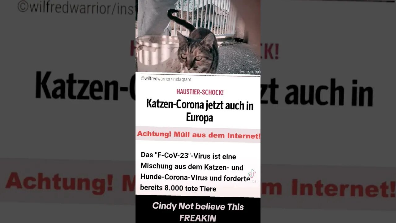 Katzen Corona jetzt auch in Europa Cindy Thinking Freakin Fake News this