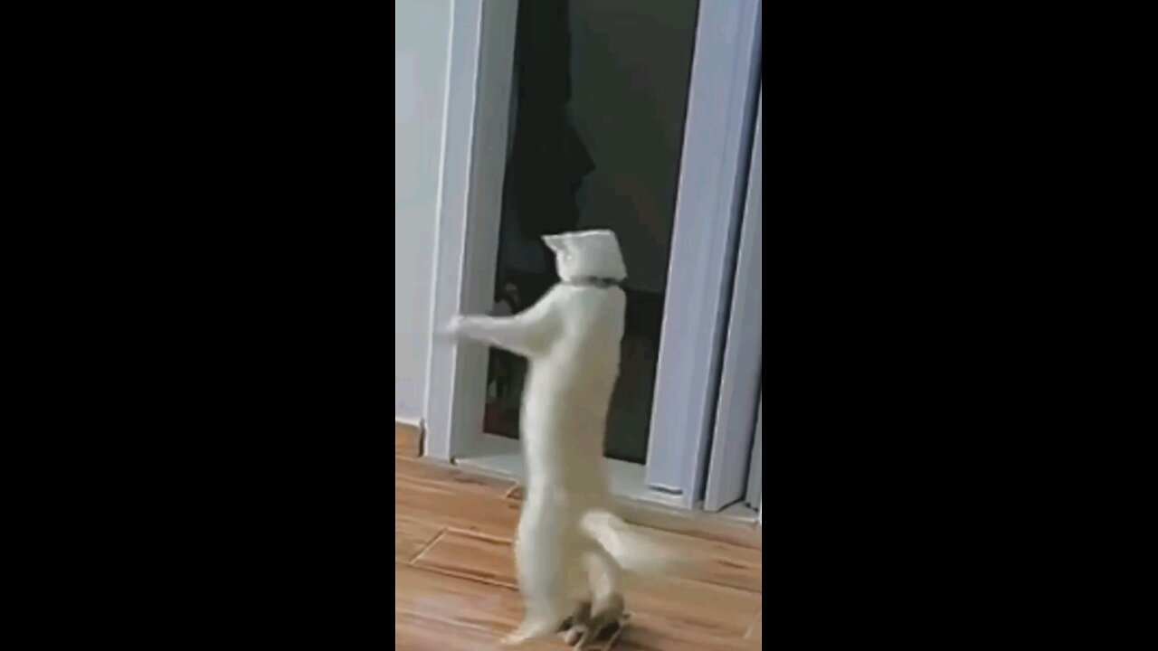 active cat