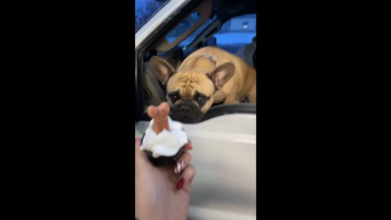 Bennie the Frenchie enjoying his favorite treatš¤£
