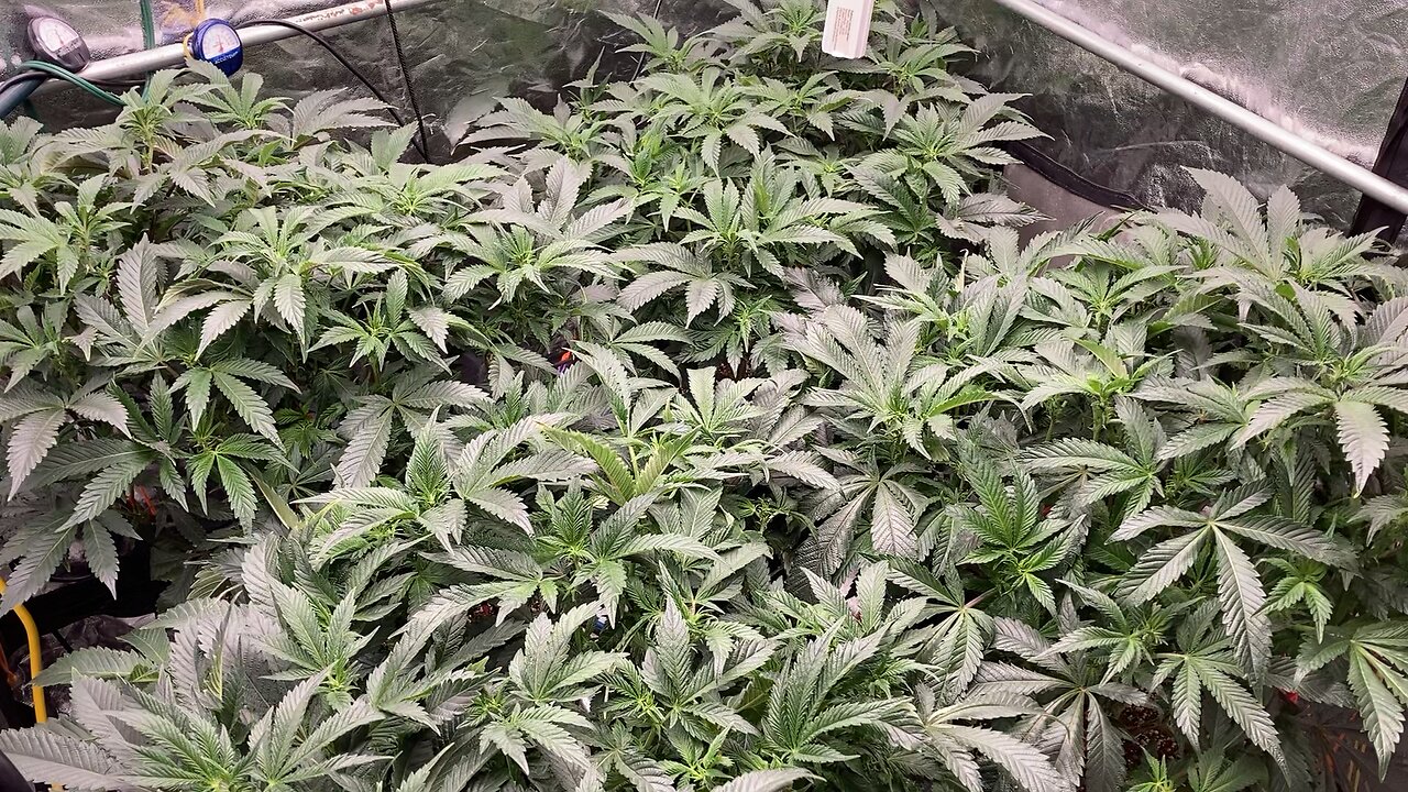 Flowering Day 10