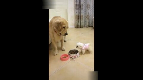 Dog videos-Funny dogs-cute dogs-Labrador-Amazing dog videos #13 | PAW Animals