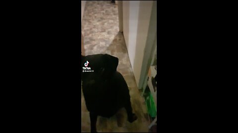 Dog loves her snack!