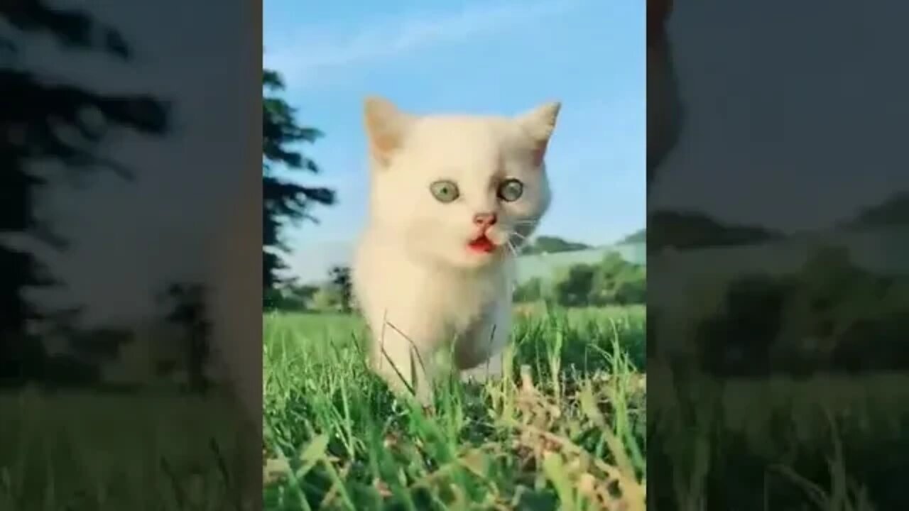 cute cat videos 😹 funny videos 😂1224 😻#shorts @🏝 تَفَكَّر Meditation 🏝