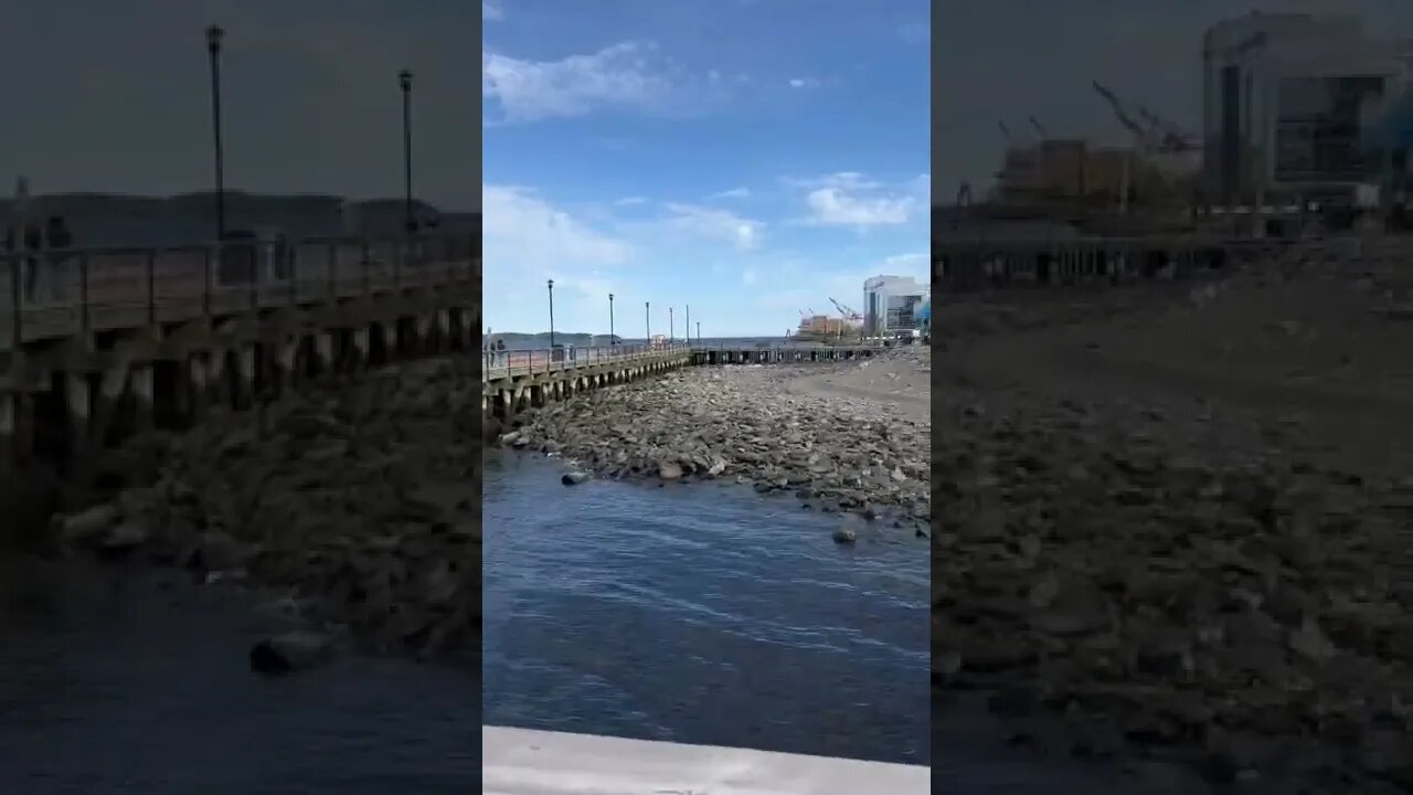 The Hammocks in downtown Halifax Boardwalk