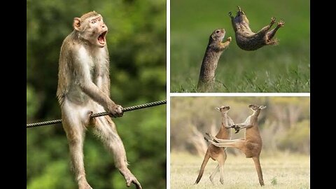 Animals never fail to make us laugh - Super funny