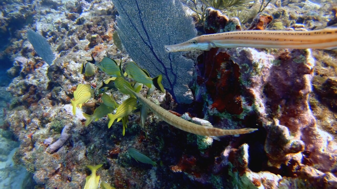 Key Largo Diving Oct 2021