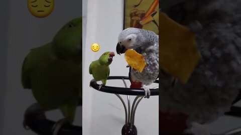 Hit 👍🔔 & SUBSCRIBE for more 🎪Greedy world #talkingparrot #africangrey #greedy #world #funny #parrot