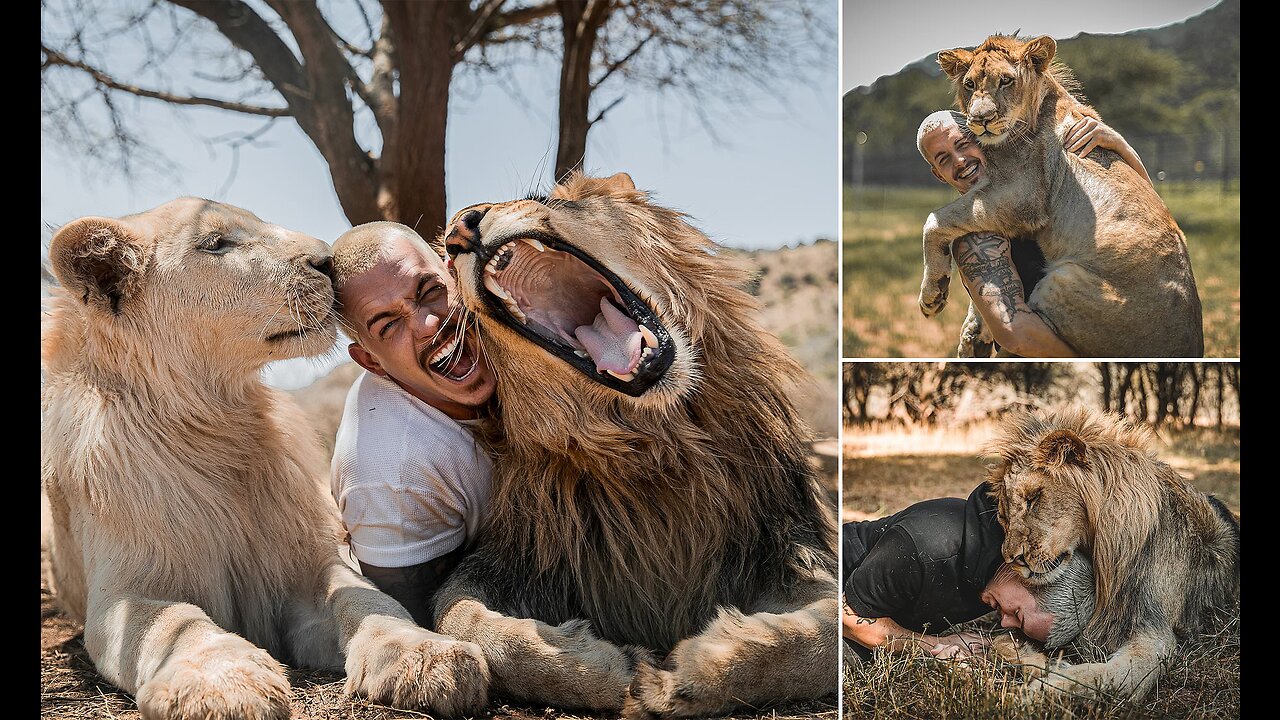 Cute lion friends