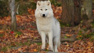 The Arctic Wolf (Canis lupus arctos)