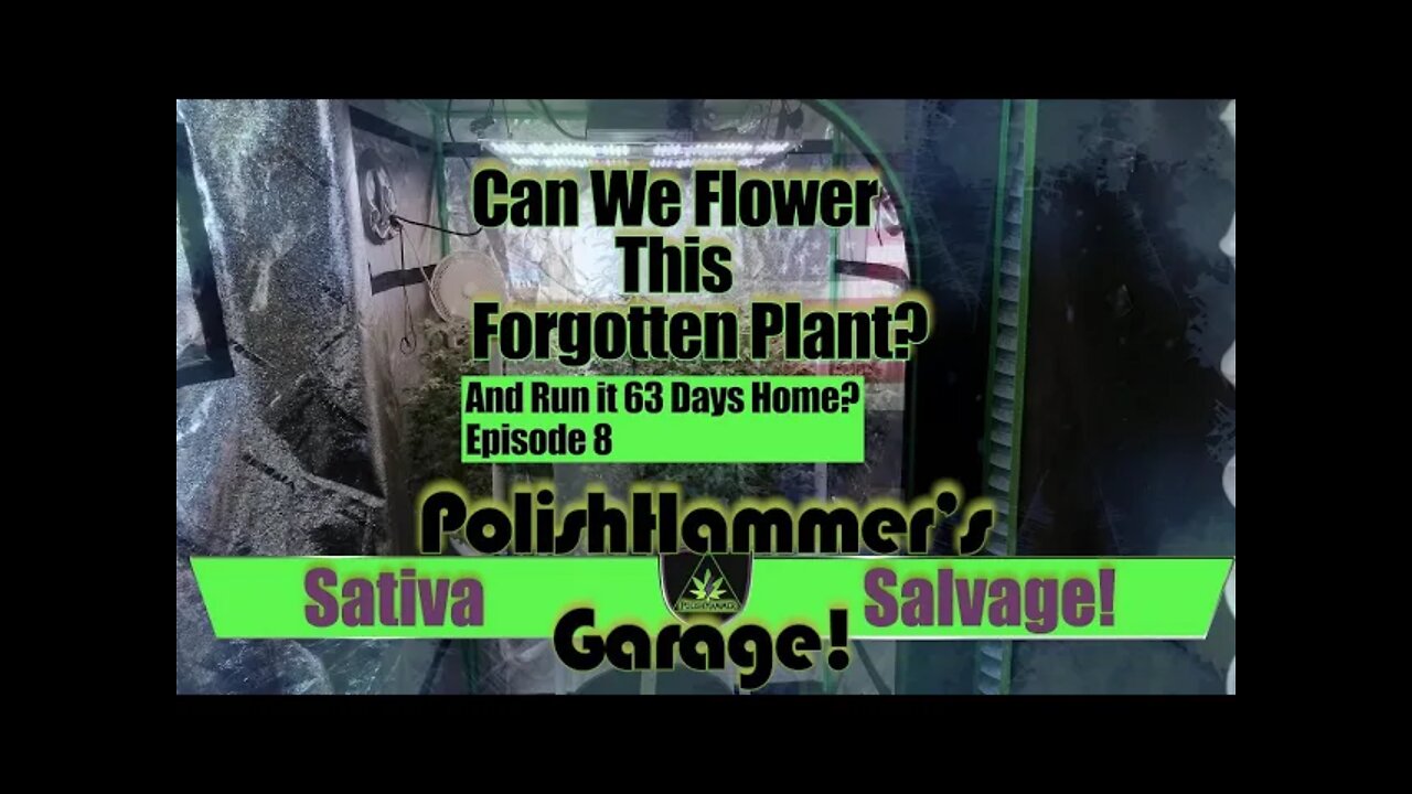 Sativa Salvage Ep 8 "Going Fast again!" 🦅🏁🚗🍑👊🏼💪🏼🔥💨🔨 #GETBACKUP #MAC1 #WEBBGRO #GEEKLIGHT