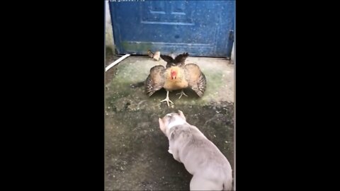 Chicken presses dog 😁😁 !