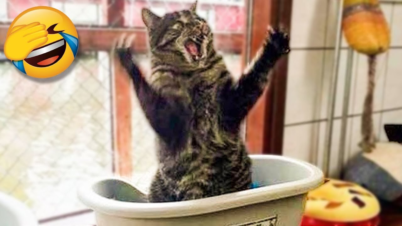 Funny Cats And Dogs Videos That Will Make You So Much Laugh 😹😂