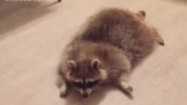 Funny raccoon sprawls out on stomach