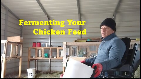 How To Ferment Your Chicken Feed