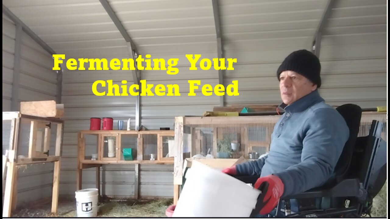 How To Ferment Your Chicken Feed