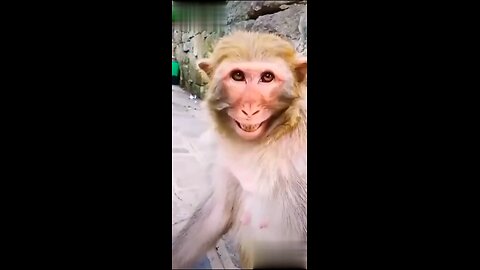 most viral funny shorts😂 Monkey laughing|#youtube shorts#rumble shorts