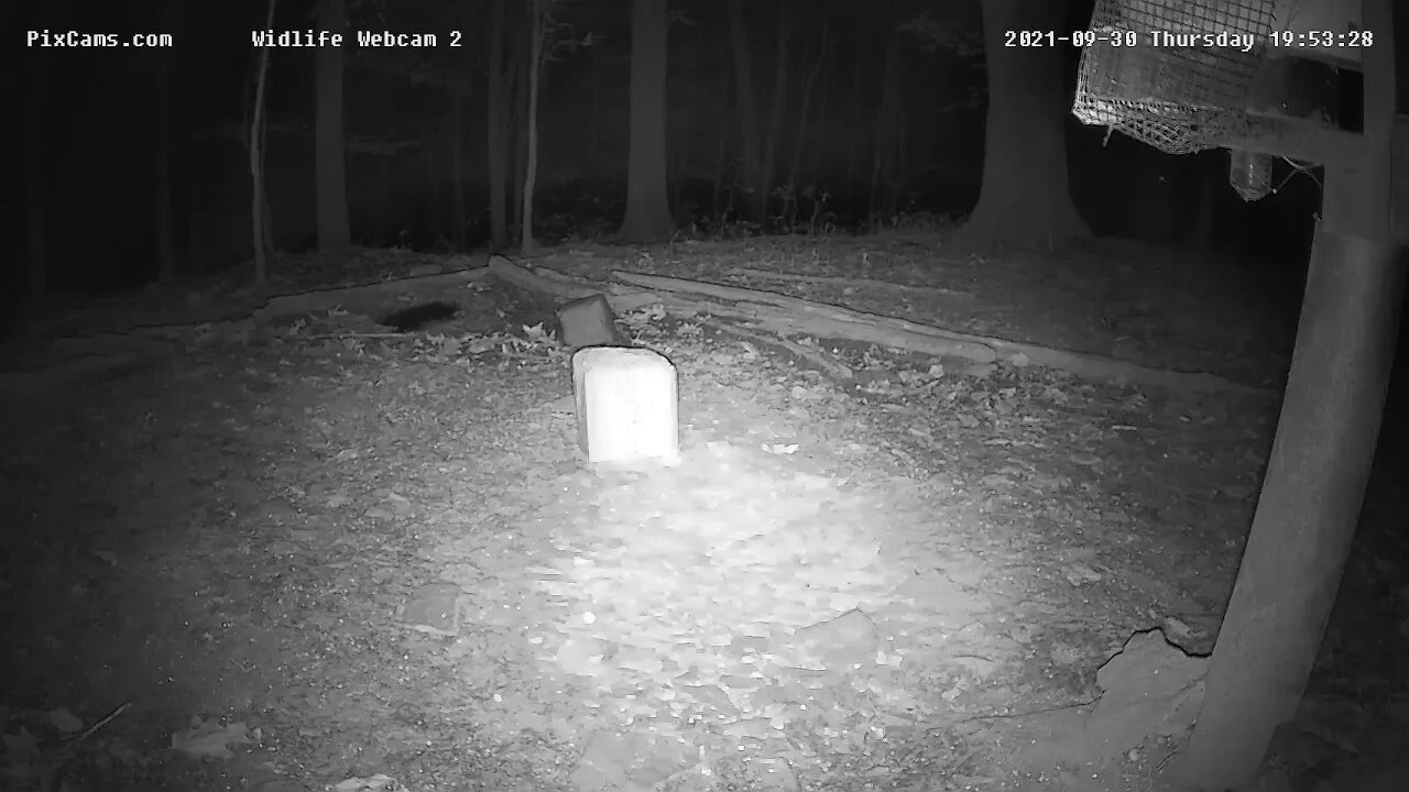 Wildlife Cam 2 9/30/21