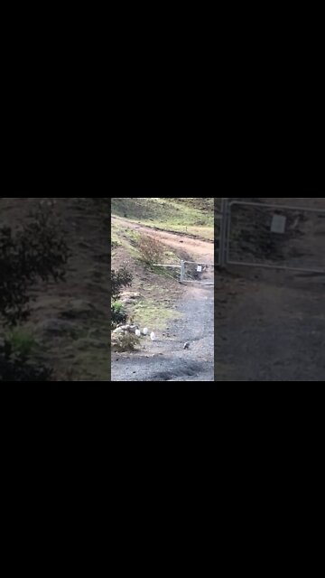 Returned baby guinea fowl to flock after injury