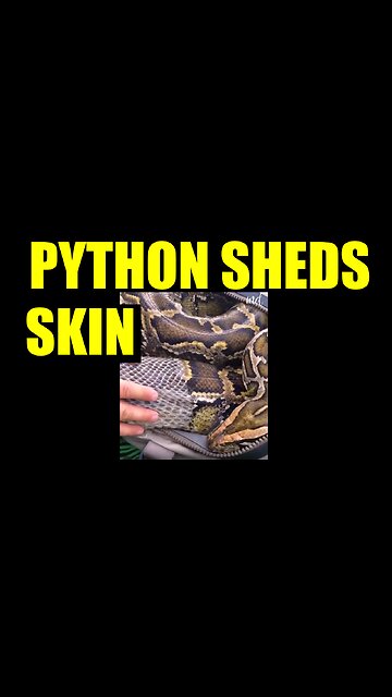 Python Sheds Skin