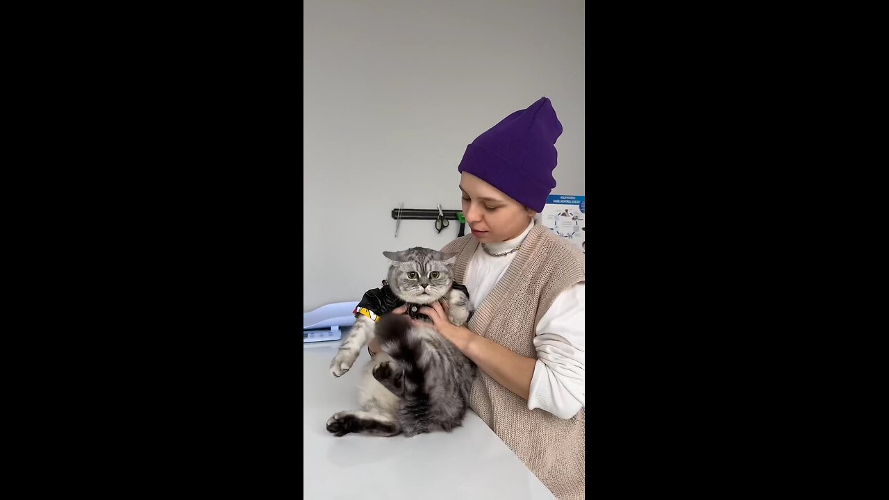 Kedi mi koala mı (1080p)