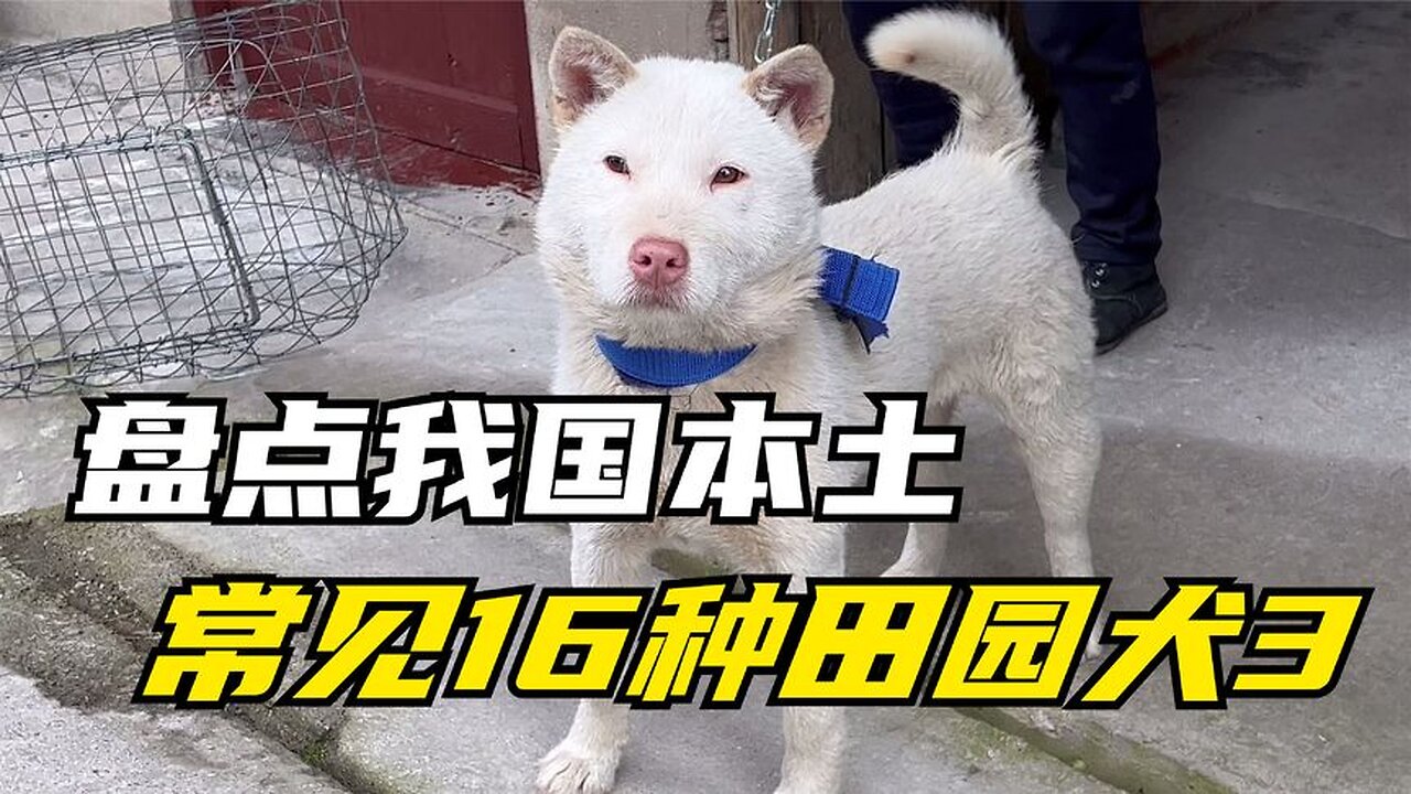 There are so many local pastoral dogs in our country?