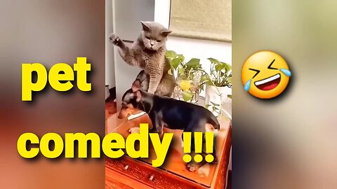 "When cats and dogs team up for hilarious mischief!"