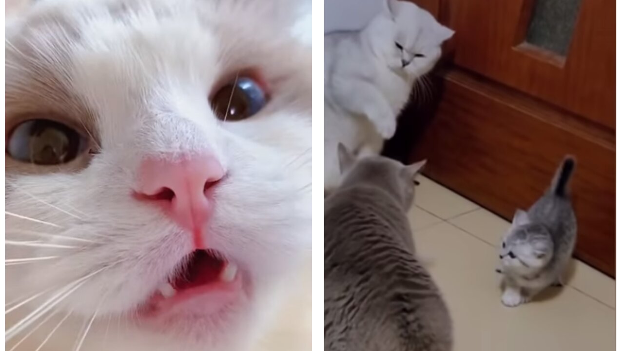 Funny Cat