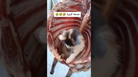 كل عام وانتم بالف خير ♥️ صدمة كبيرة 🤣🤣🤣🤣