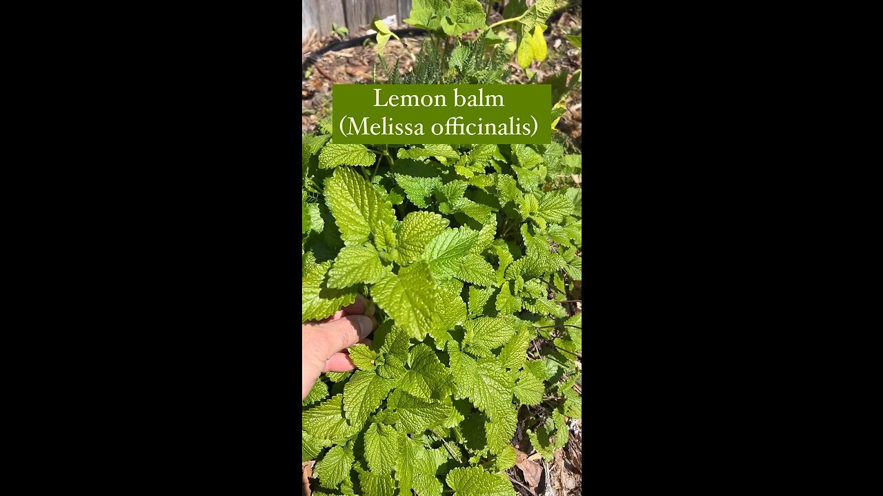 Lemon Balm