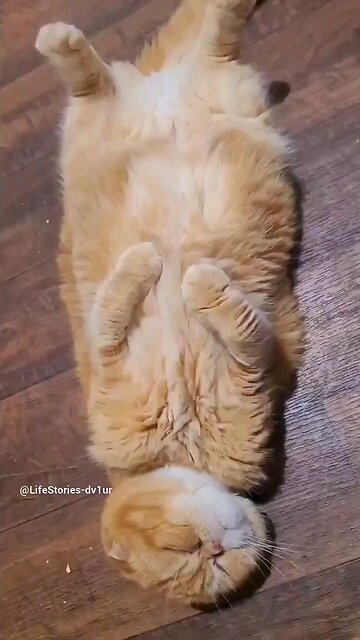 Sleeping cat #catlover #shorts #short #viral #cute