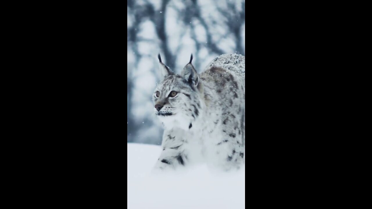 Who is better prepared for the winter than this lynx!